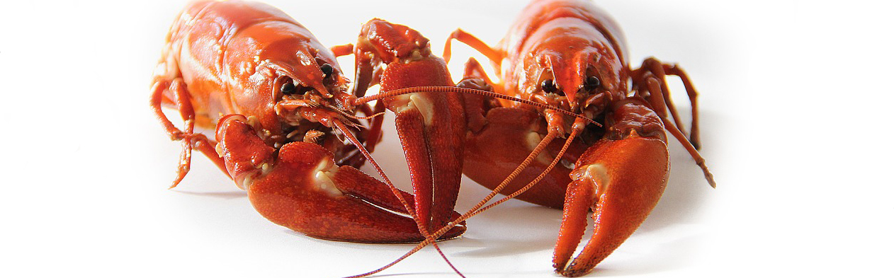 crayfish-423251_960_720